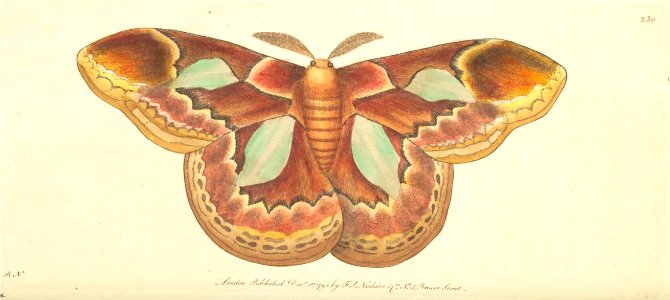 v07 230 Erycina