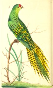 v07 228 Ground Parrot