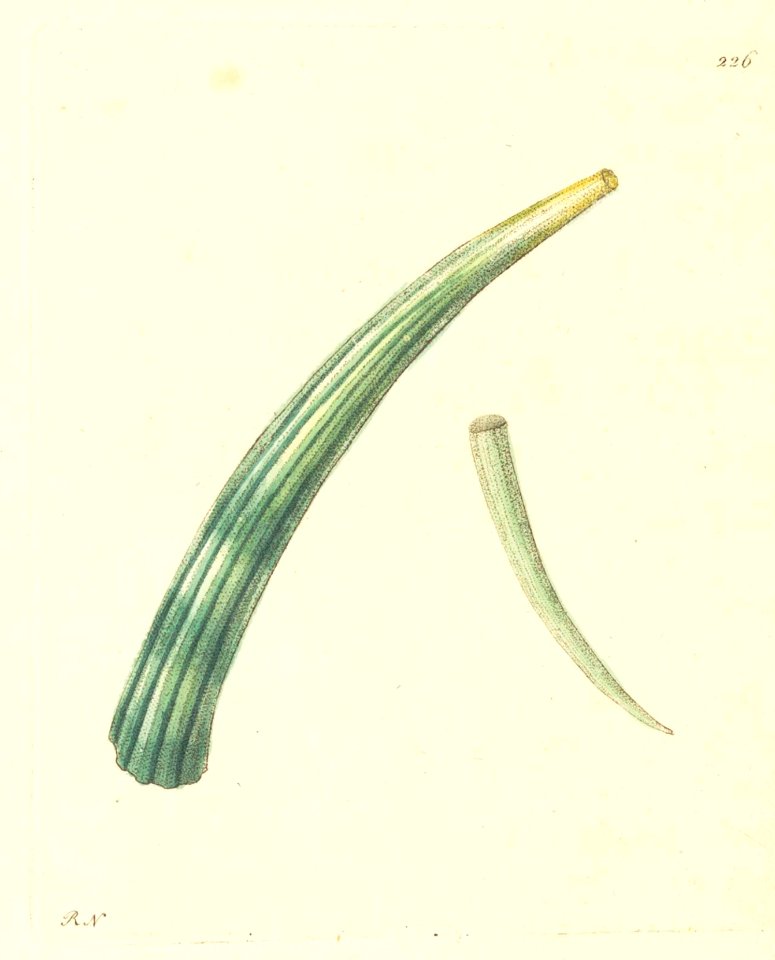 v07 226 Elephantine Dentalium