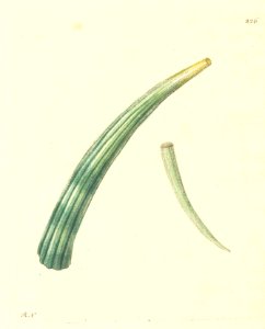 v07 226 Elephantine Dentalium