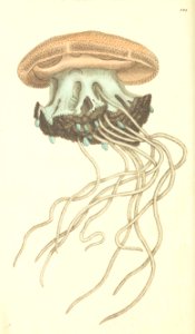 v07 224 Medusa Cephea
