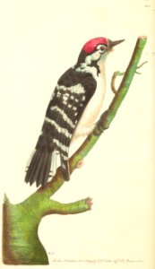 v07 225 Lesser Spotted Woodpecker