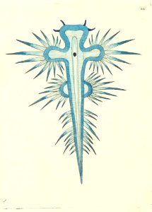 v07 221 Radiated Doris