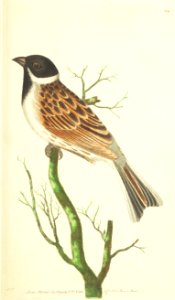 v07 219 Reed Bunting