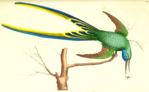 v07 222 Fork-Tailed Hummingbird