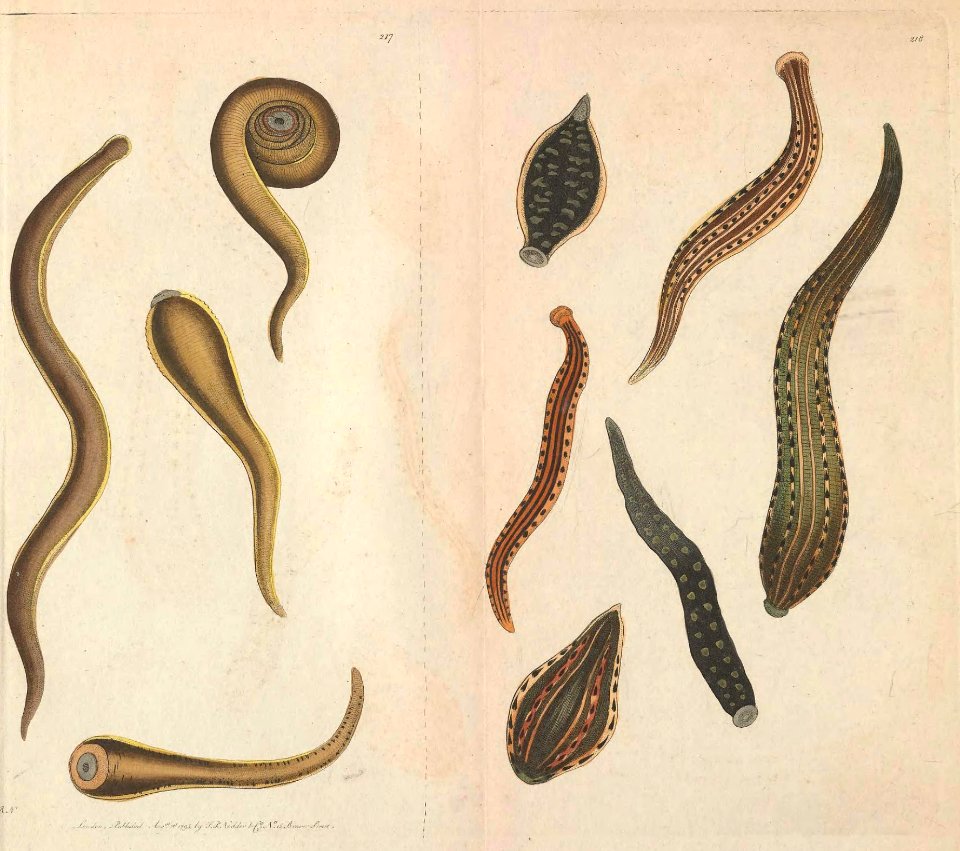 v06 218 Medicinal Leech