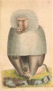 v06 216 Gray Baboon