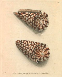 v06 211 Marbled Come