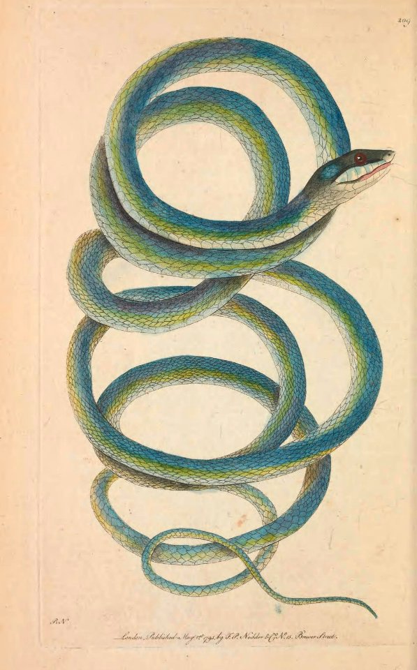 v06 209 Gilded Snake