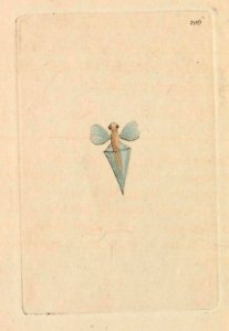 v06 206 Pyramidal Clio