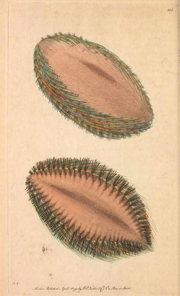 v06 205 Sea Mouse