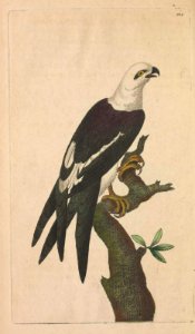 v06 204 Swallow Tailed Falcon