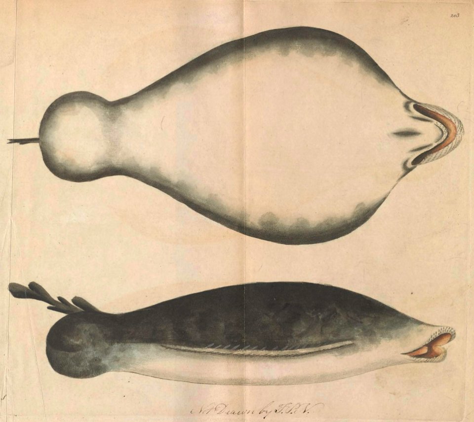 v06 203 Single Finned Lophius