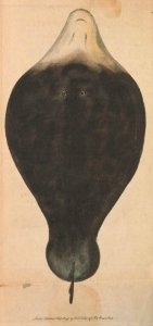 v06 202 Lophius Monoopterygius