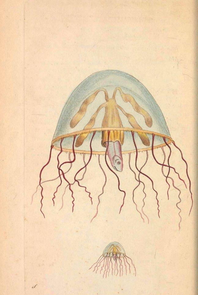 v06 196 Bell Medusa