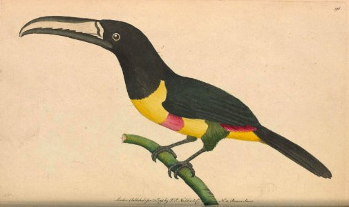 v06 198 Red Banded Toucan