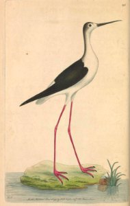 v06 195 Long-Legged Plover