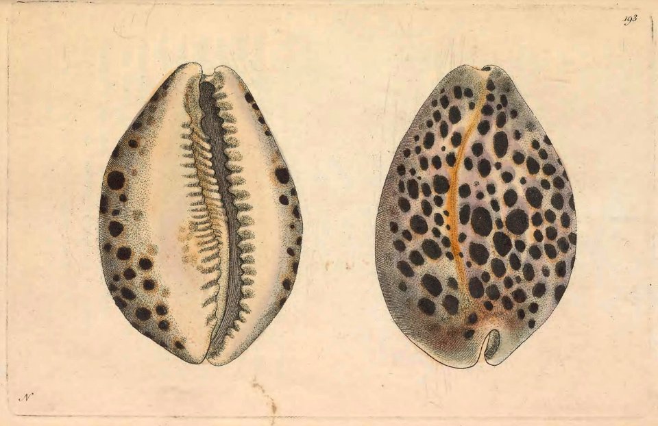 v06 193 Leopard Cowry