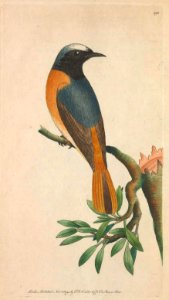 v06 192 Redstart