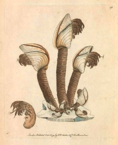 v06 191 Duck Barnacle