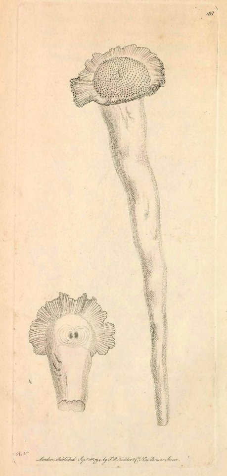 v06 188 Perforated Serpula