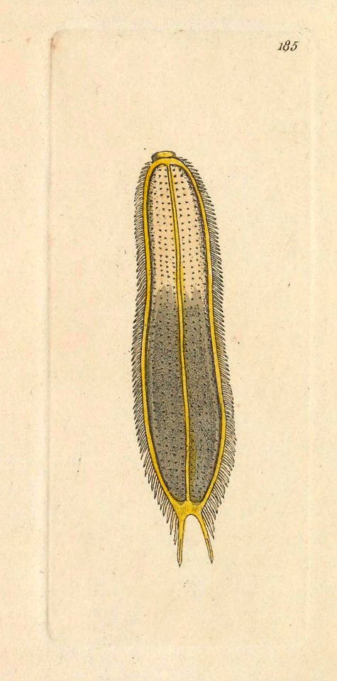 v06 185 Microscopic Scolopendra
