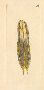 v06 185 Microscopic Scolopendra
