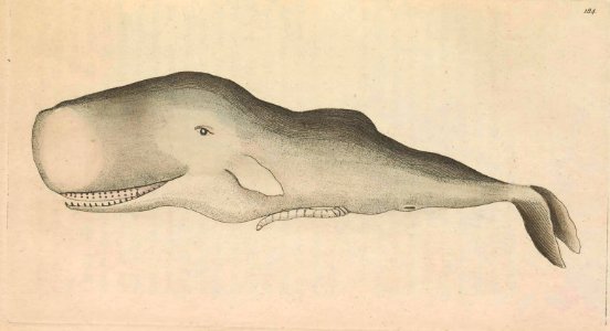 v06 184 Spermaceti Whale