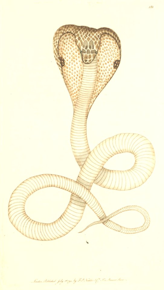 v05 181 Spectacle Snake