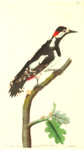 v05 189 Greater Spotted Woodpecker