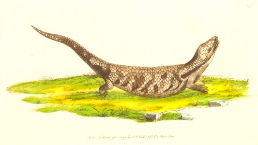 v05 179 Sincoid Lizard