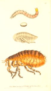 v05 178 Flea