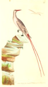 v05 177 Red-Tailed Tropic-Bird