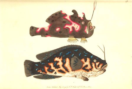 v05 176 Variegated Lophius and Marbled Lophius