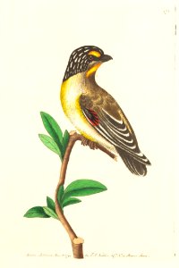 v05 174 Striped Headed Manakin