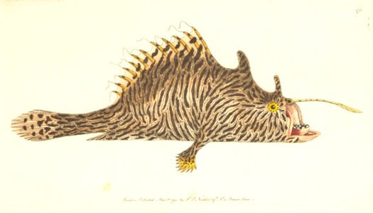 v05 175 Striated Lophius