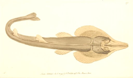 v05 173 Rostrated Ray
