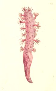 v05 170 Finger Sea Pen