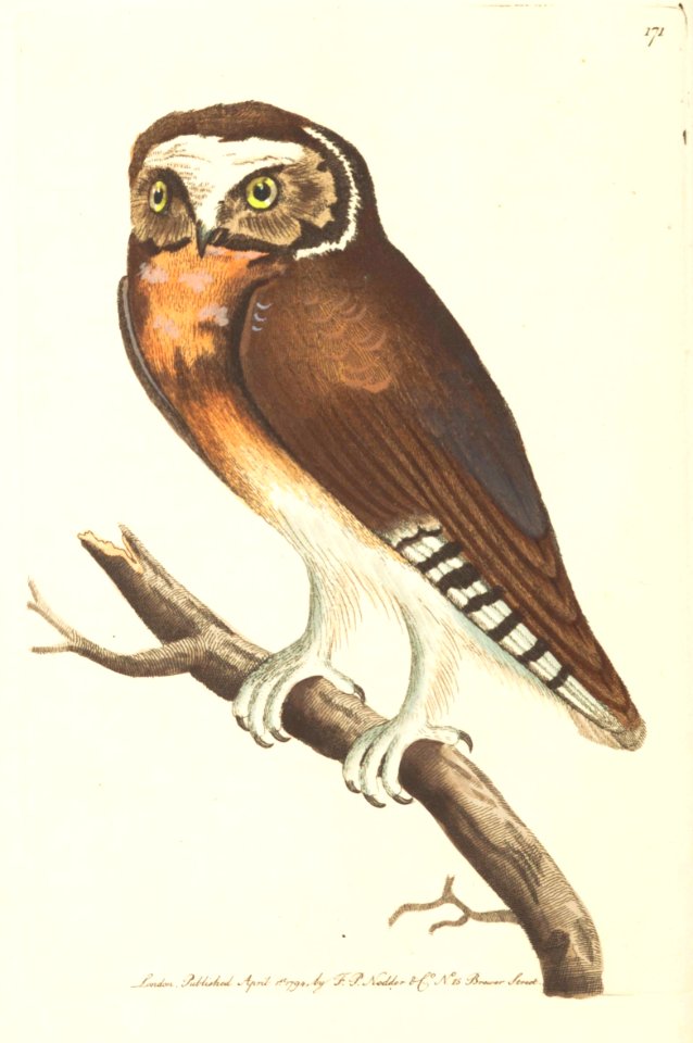 v05 171 White-Fronted Owl