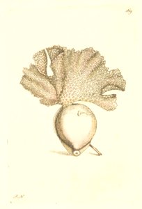 v05 169 Lace Millepore