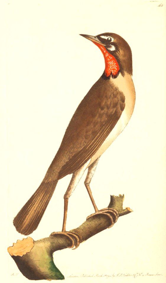 v05 168 Ruby Throated Warbler