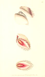 v05 163 Occidental Venus Shell