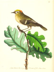 v05 165 Golden-Crowned Wren