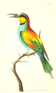v05 162 European Bee Eater