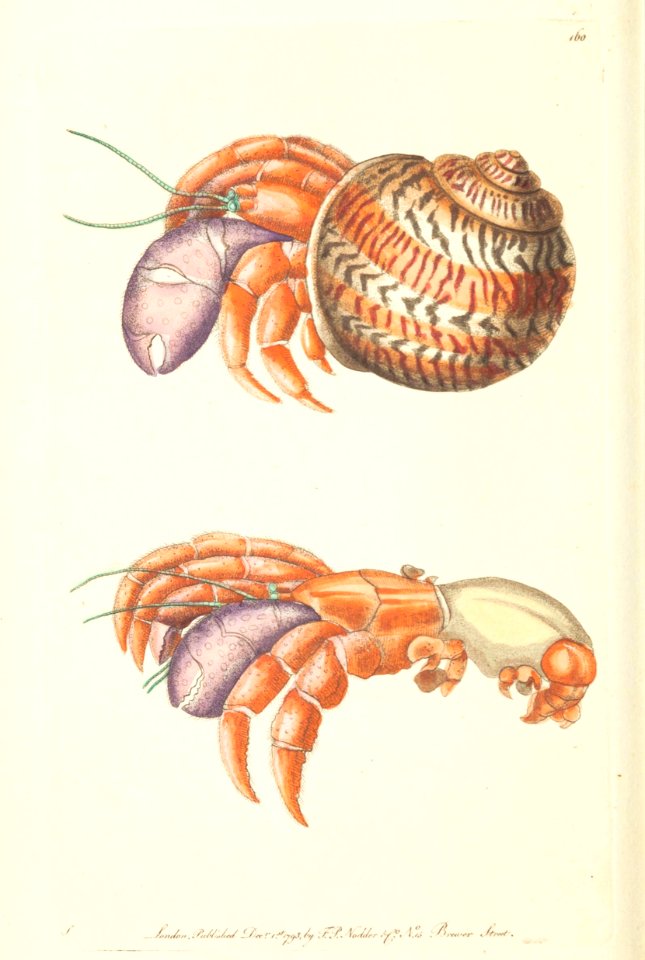 v05 160 Diogenes Crab