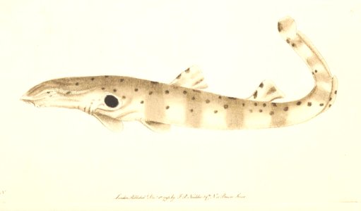 v05 161 Ocellated Shark