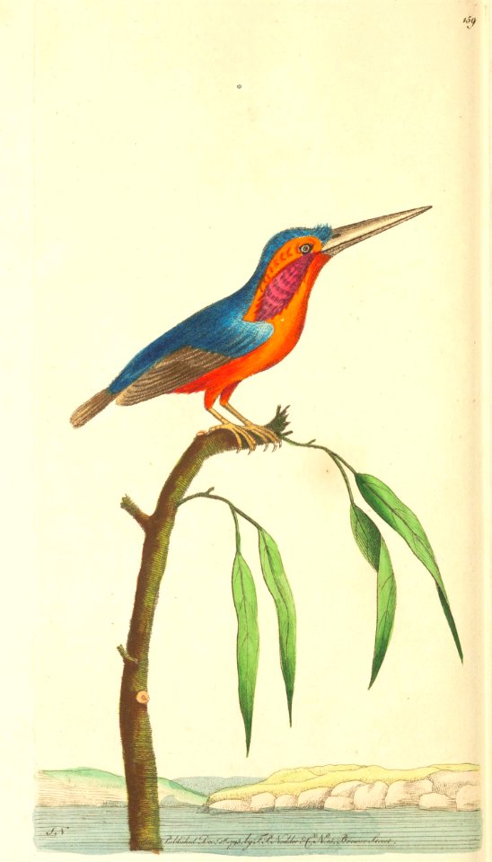 v05 159 Minute Kingfisher