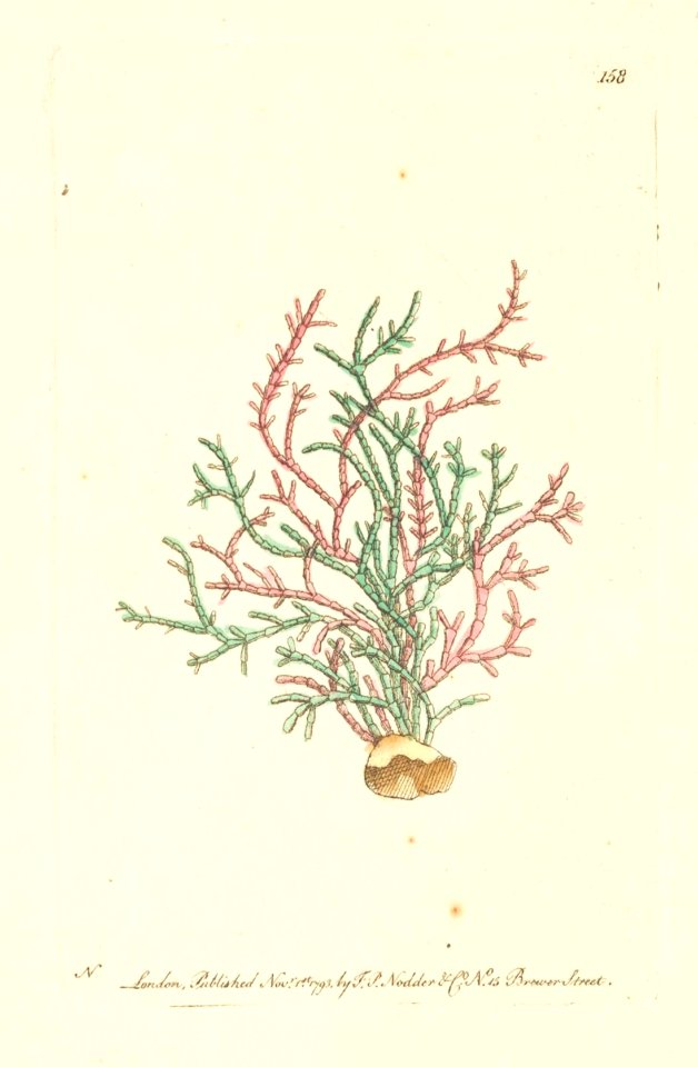 v05 158 Common Coralline