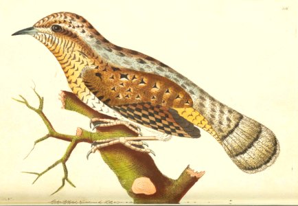 v05 156 Wryneck