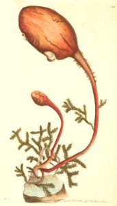 v05 154 Clavate Ascidia